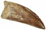 Serrated Carcharodontosaurus Tooth - Real Dinosaur Tooth #329987-1